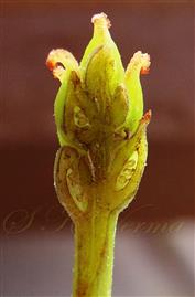 Receptacle (L. S.) bearing pistils